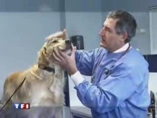 Evaluation Comportementale pour chien