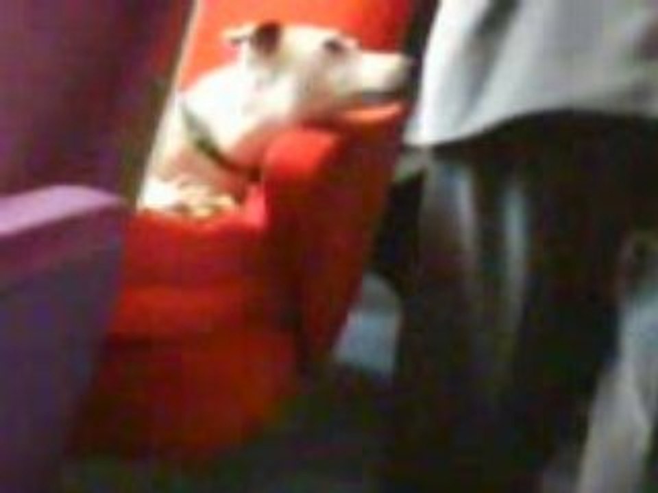 Grimace de chien dans le tgv