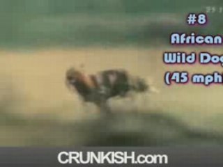 Top Ten Fastest Land Animals
