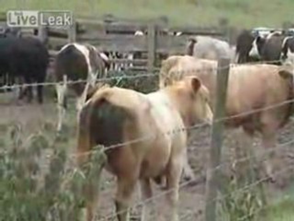 Bizarre cette vache