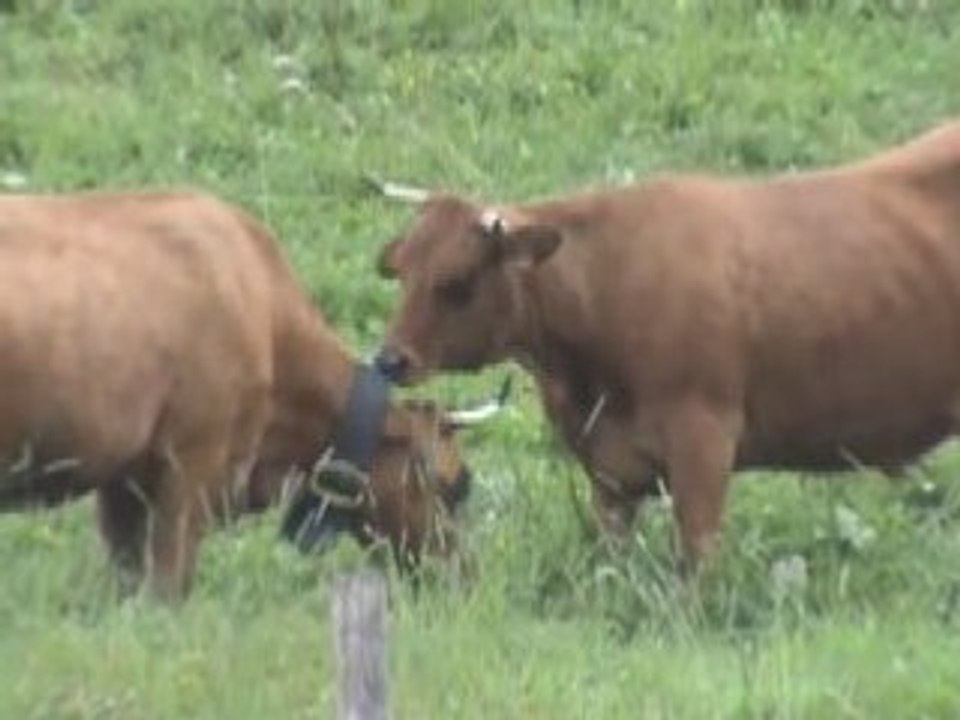 La vache au toilettage