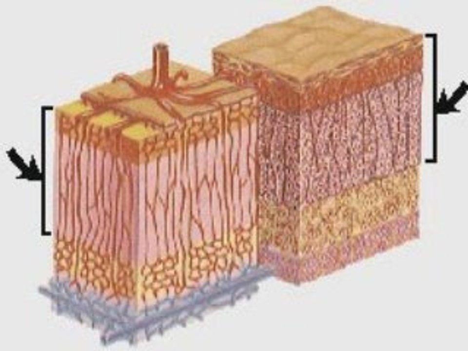 ADRENAL AND MEDULLA CORTEX