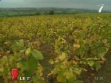 Nantes : Les américains à la conquête du vin français
