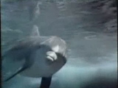 GENERIQUE DEBUT FLIPPER LE DAUPHIN US STEFGAMERS