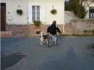 Les débuts de Fancy en Cani-VTT