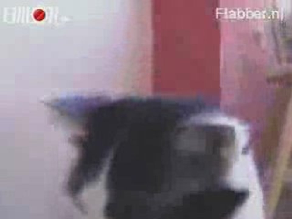 chat-metalleux