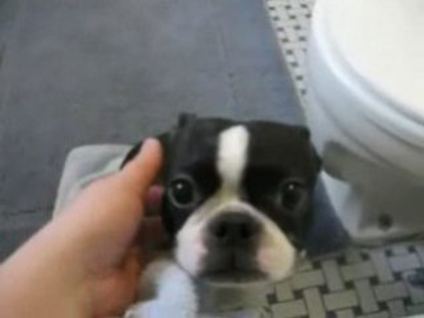 ⁣Dog Obedience training - I give you free dog training!