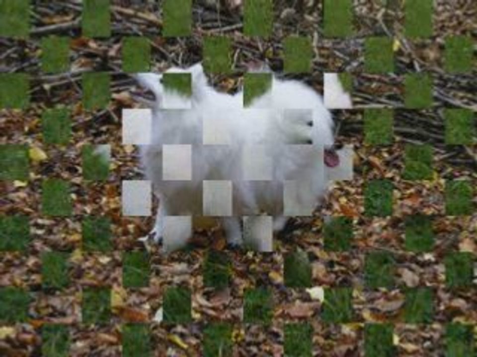 Daisuki Hoshi du Ray de Mussy