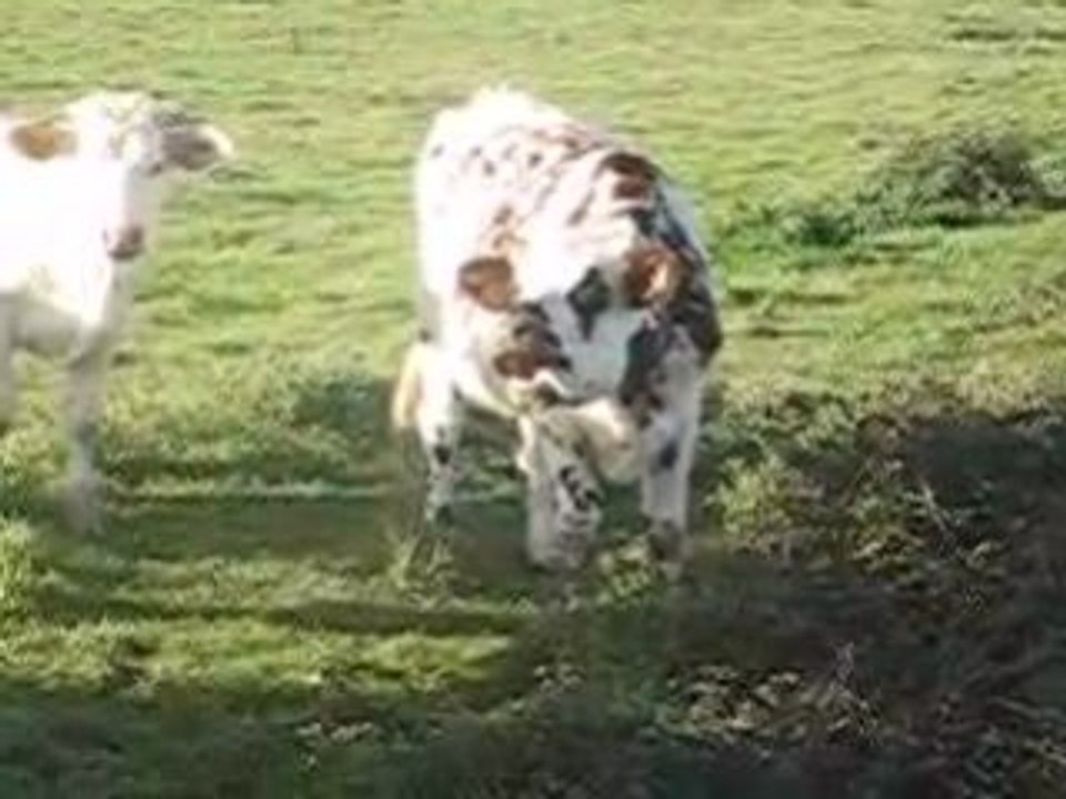 Vache du marais