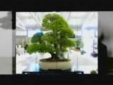 Indoor Bonsai Tree Care Secrets and Tips for Healthy Bonsai
