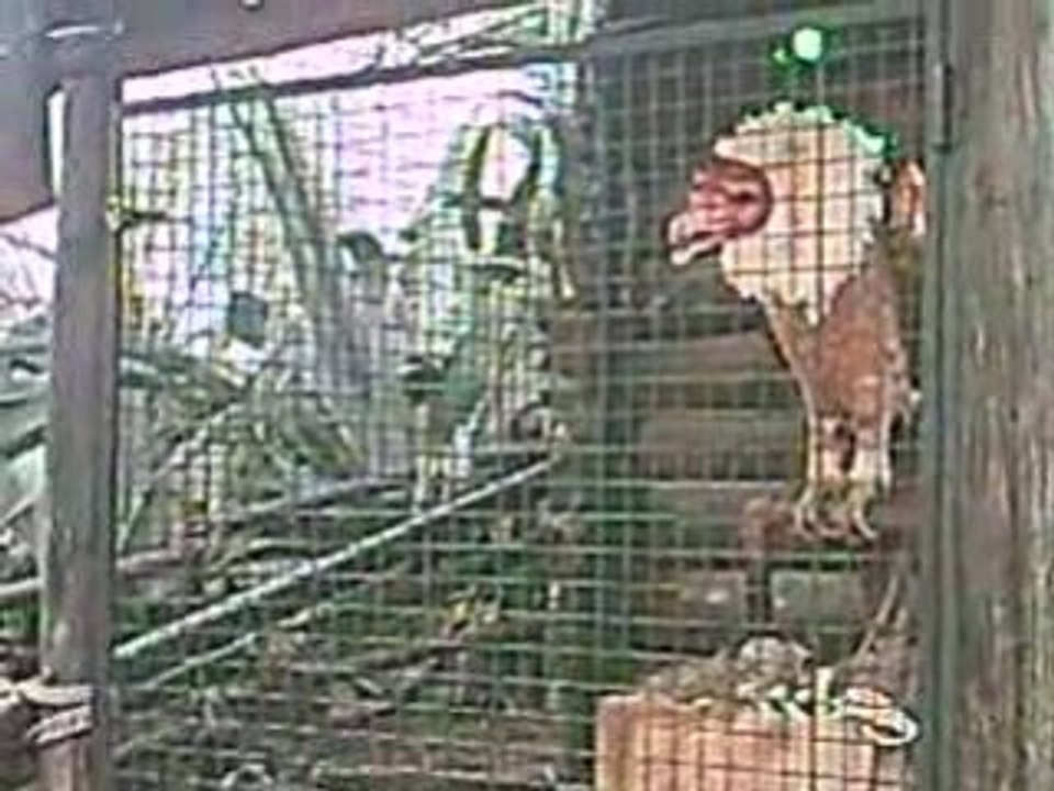 l'oiseau ki parle et ki chante