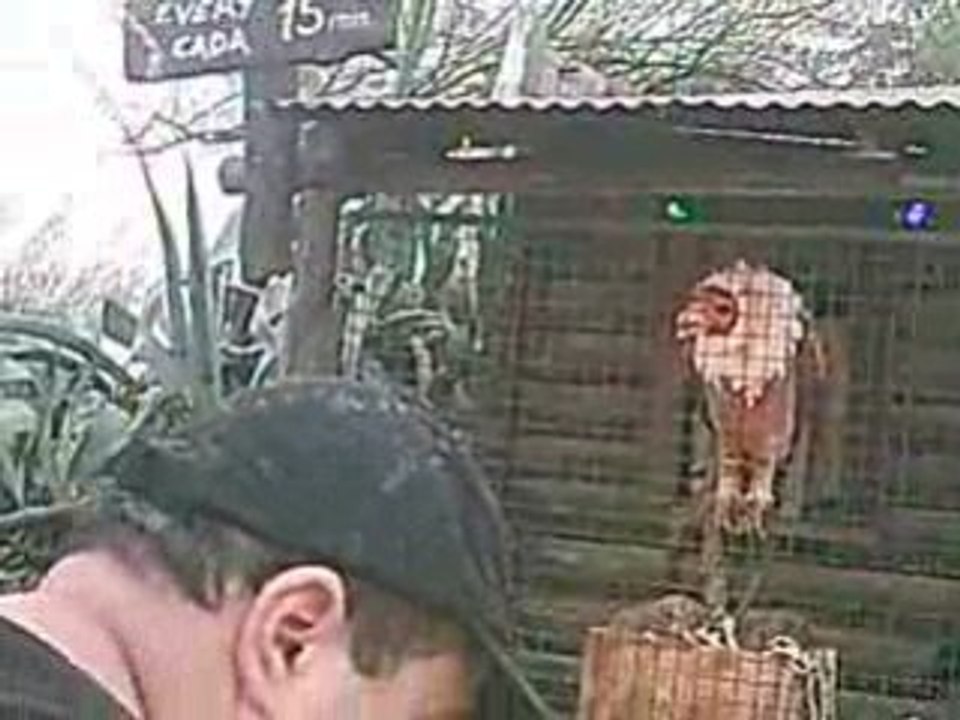 l'oiseau ki parle et ki chante 1