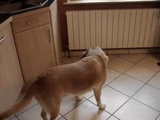 Labrador VS labrador