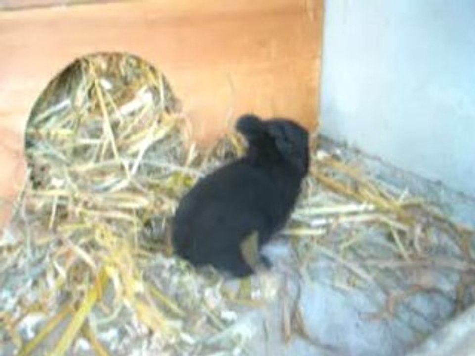 bébés lapins de Caramelle & Emilio à 18 jours MVI_4548