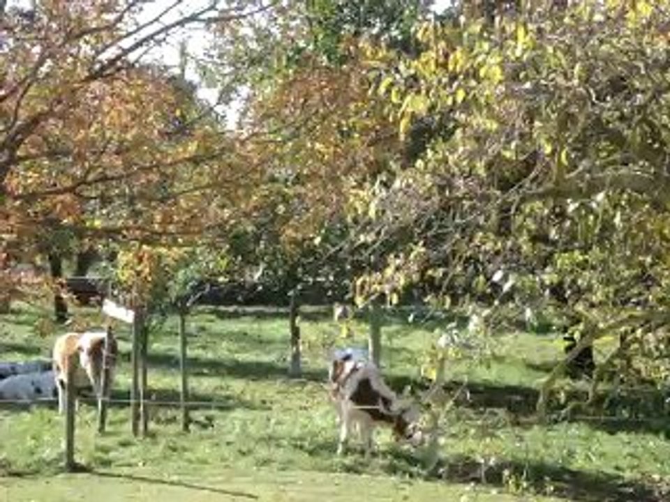 Boulevard des chats-1