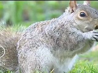 Sauvez les Ecureuils Roux