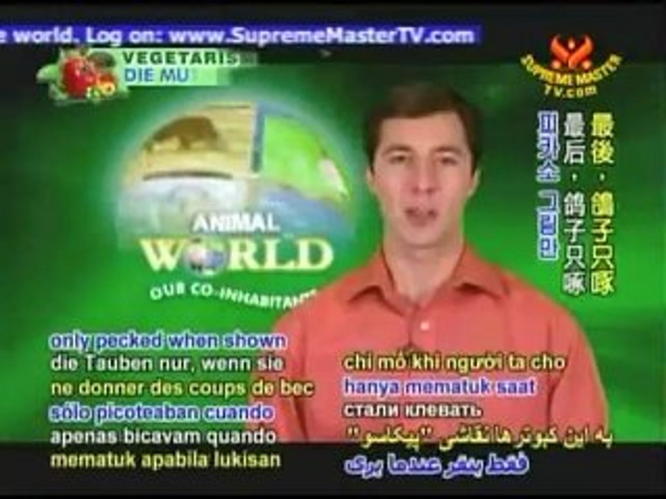 In Praise of the Pigeon