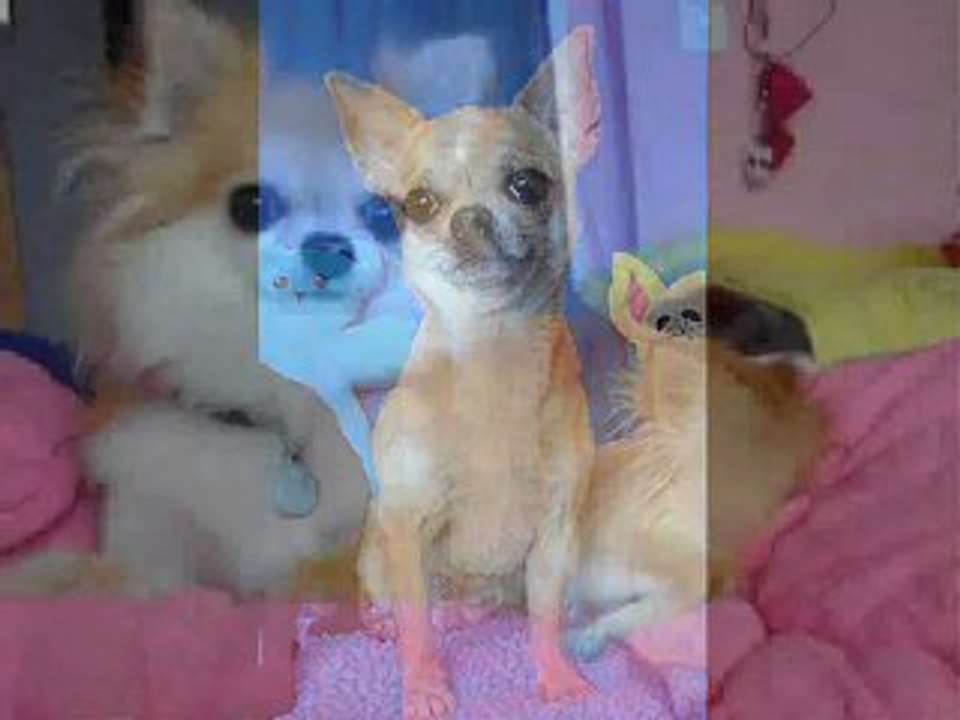 T'CHIS SUISSES - CHIHUAHUAS