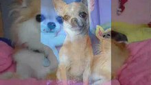 T'CHIS SUISSES - CHIHUAHUAS