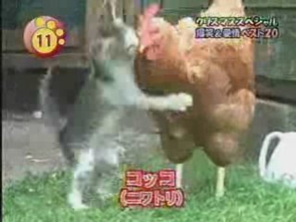 Chat + Poule = amour