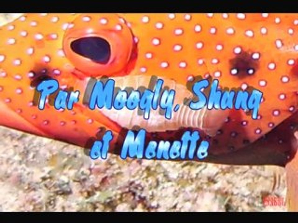 Capitaine des ilets pigeons