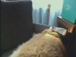 Voici le plus gros chat du monde !