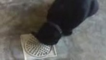 Black cat2