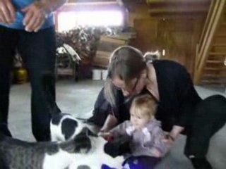 Petits chats