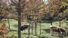 Drabinette-1