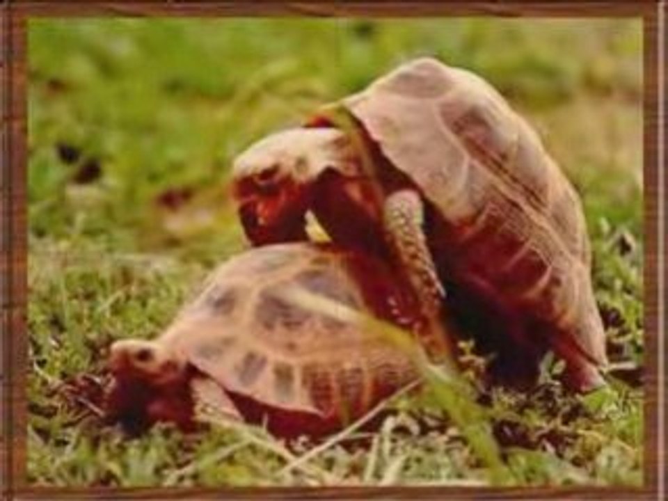 Tortues de terre