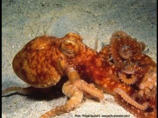 CHRISTOPHE MAE - c'est ma terre