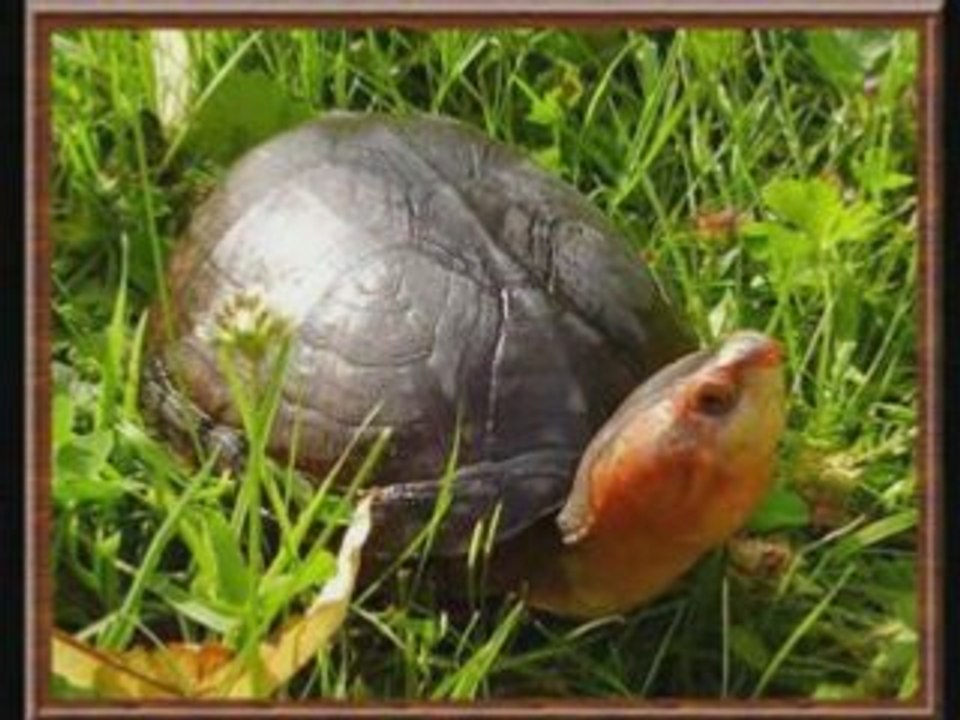 Tortues aqua