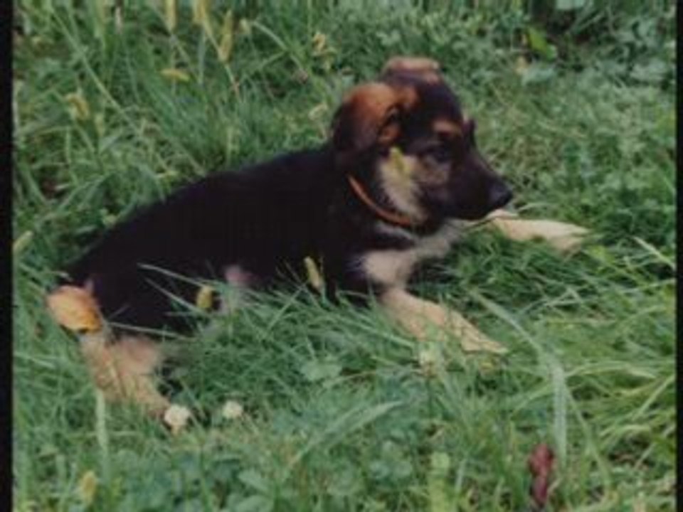 Mes chiens