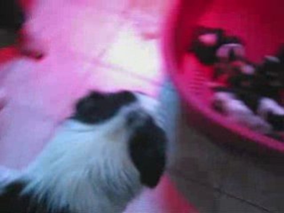 Chiots