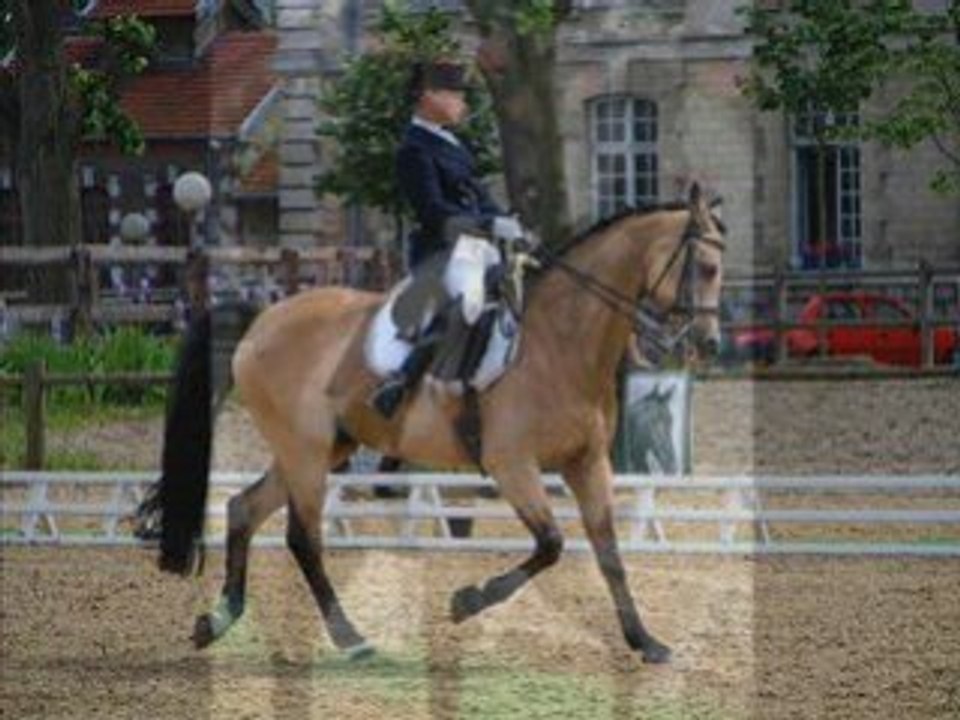 Dres_0001 cheval grand prix dressage pro 2 pirouette