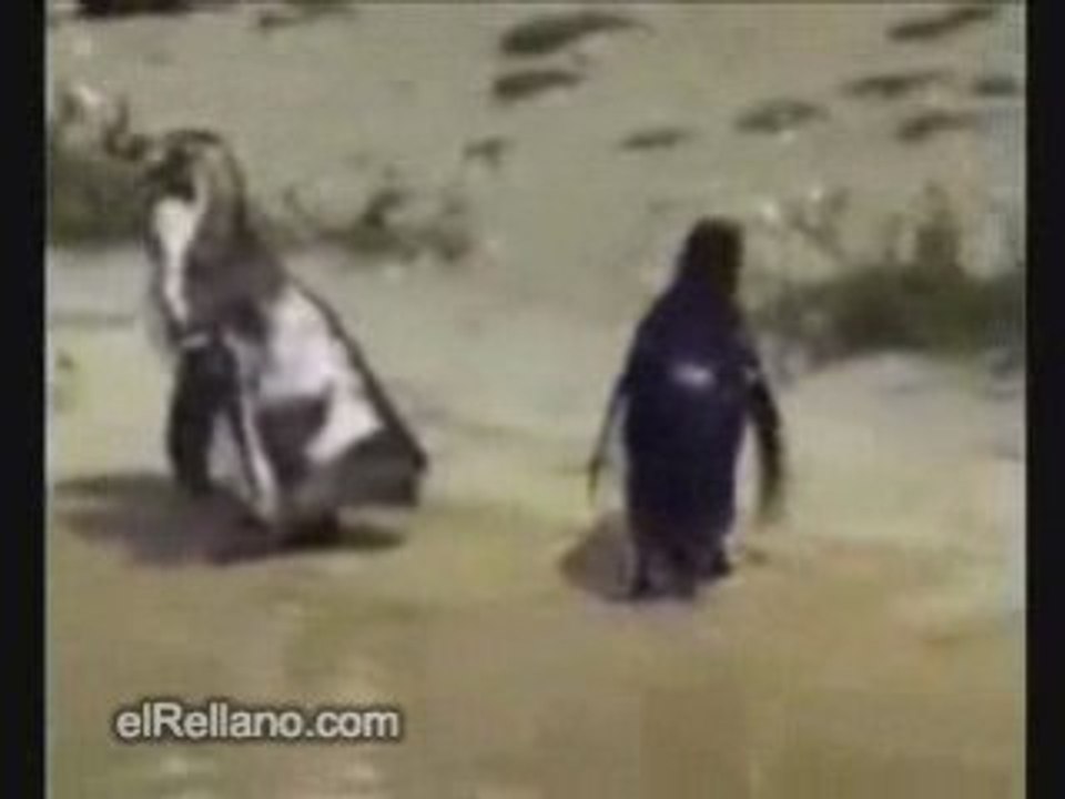 un pingouin shepper!!!!!