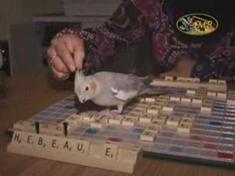 Perruche callopsitte - calopsitte - Ksora & le Scrabble