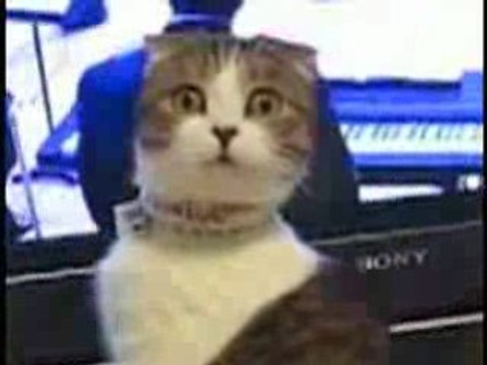 FUN - Le chat au regard qui tue