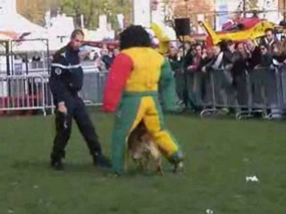 Chien d'attaque