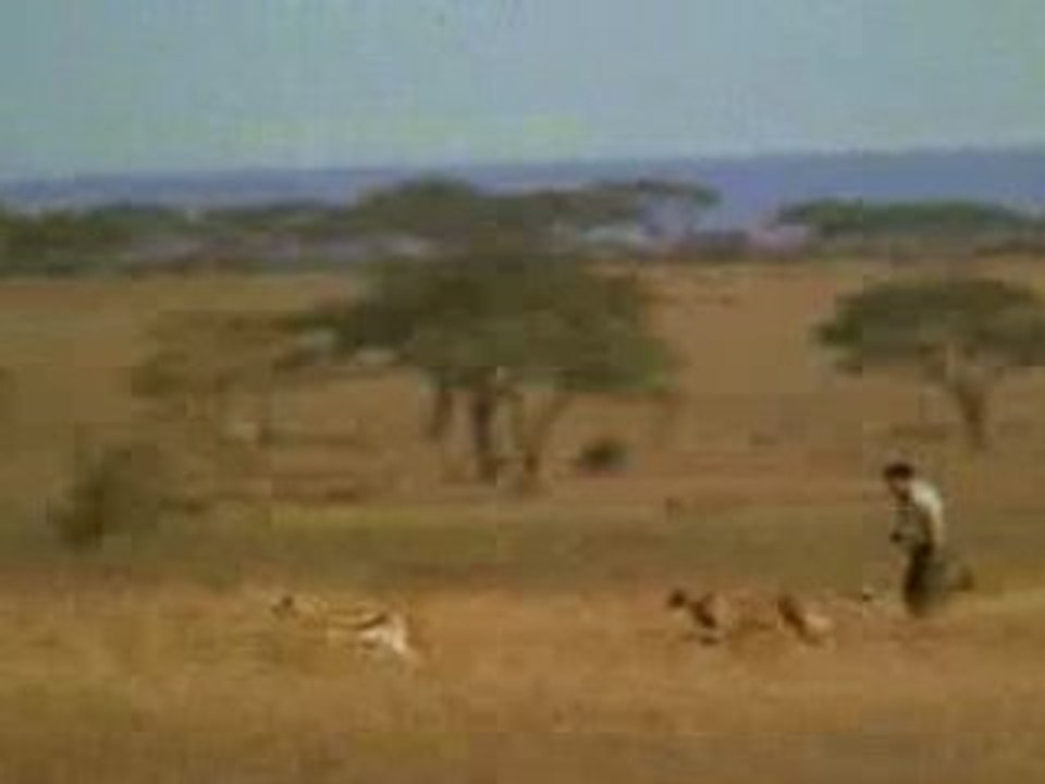 La course dans la savane
