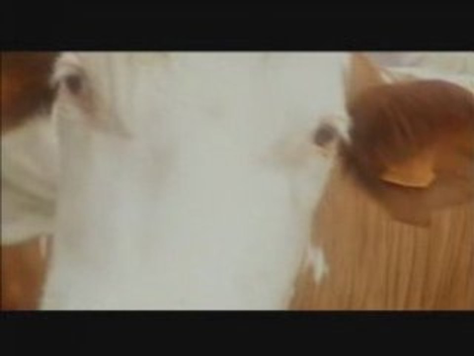 DOCUMENTAIRE FUGUE FRANCE 3 VACHE QUI RIT
