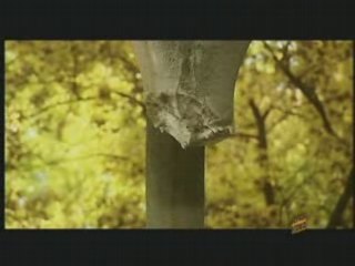 Elena Parisheva - Nqmash Pravo Na Lubov