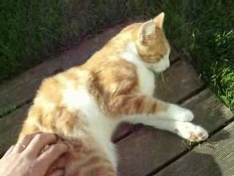 Tirou, le chat qui déboule comme un chien