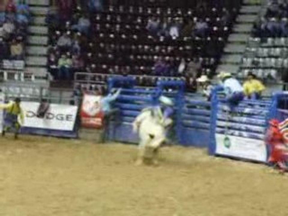 Rodéo taureau.