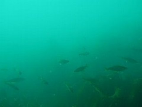 cent lieus sous trégana