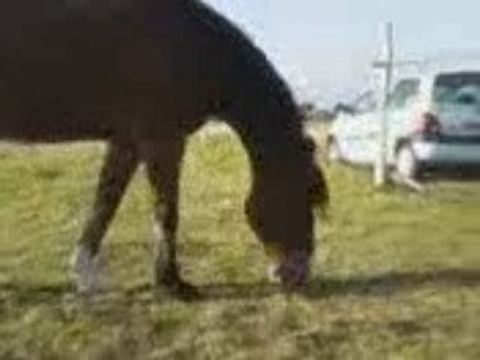 Farceur tout fou