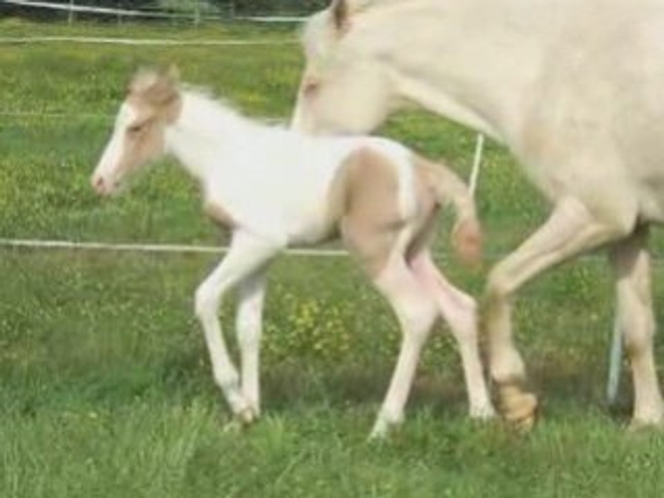 Les poulains du Layon