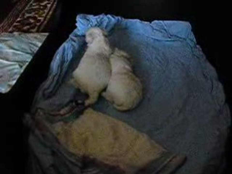 Premiers pas des bébés de Betty