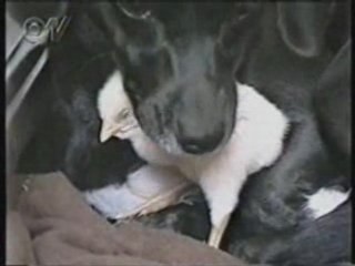 Sevginin böylesi köpeğin kuşu evlat edinmesi