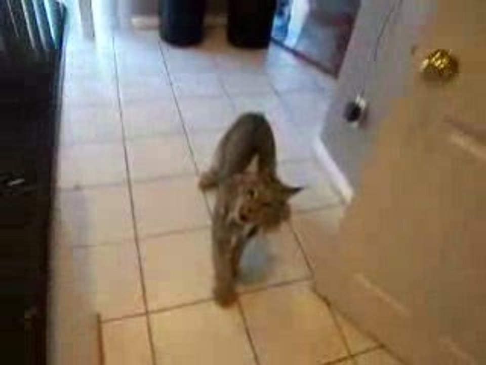 Lynx